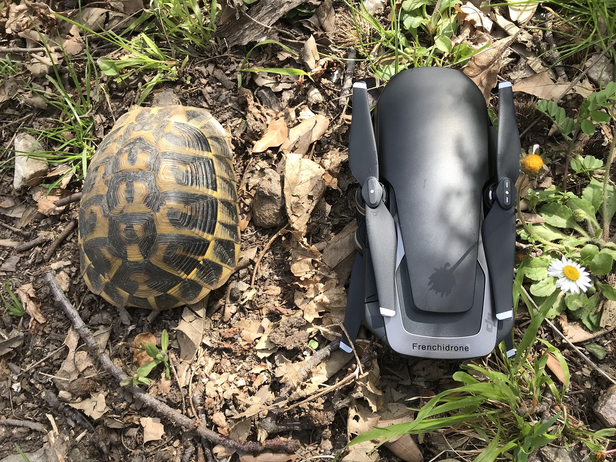 Mavic-air-avec-Tortue