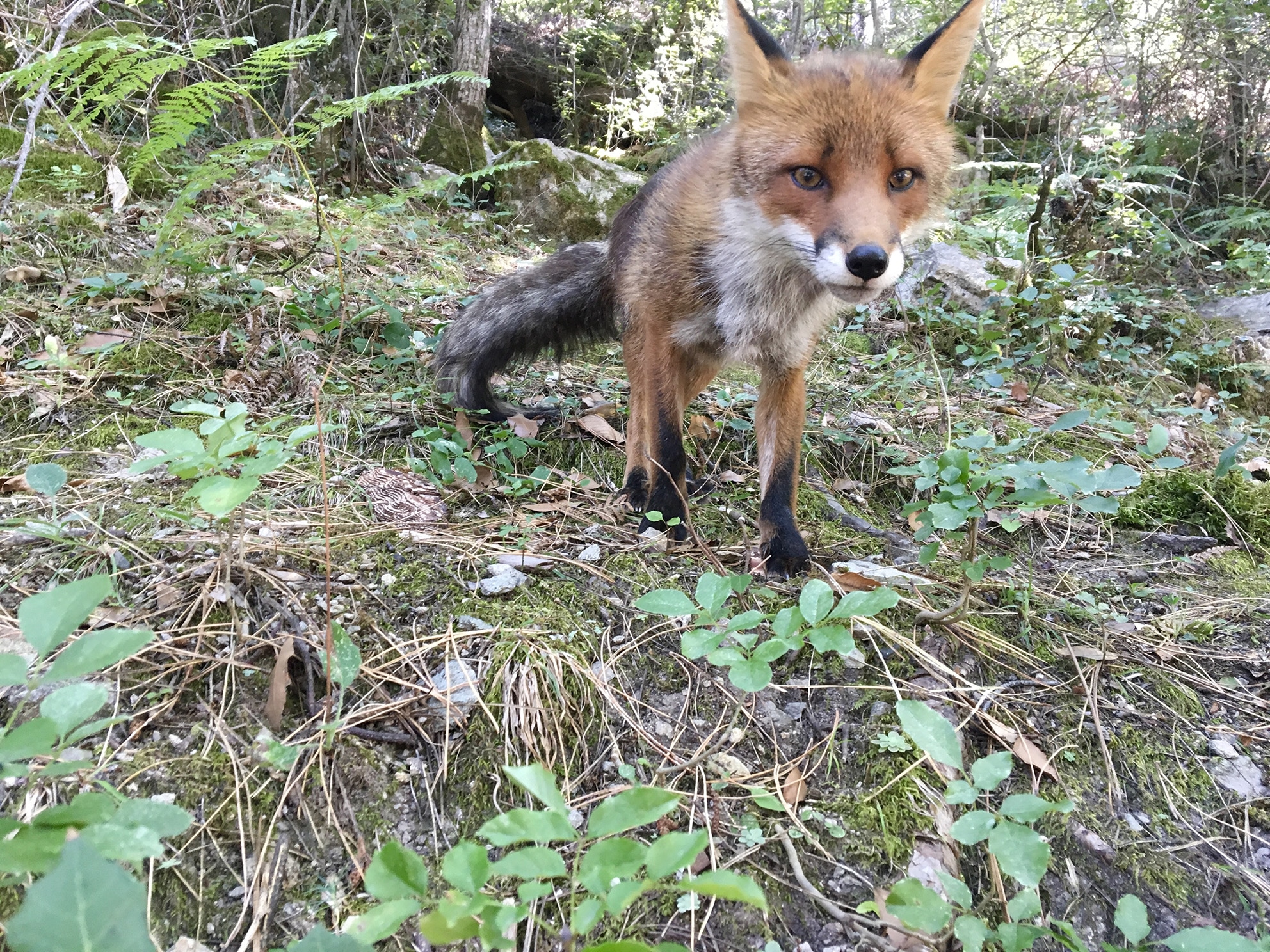 Frenchidrone-Renard